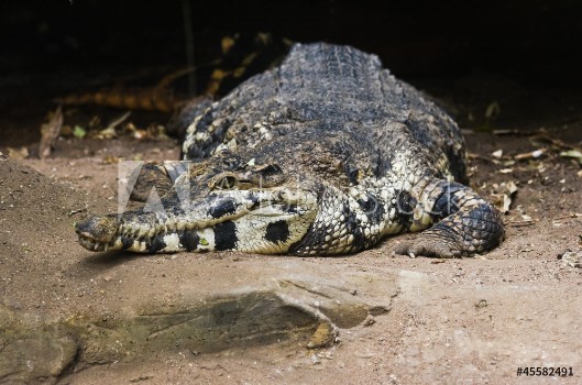 Picture of Crocodile resting